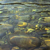 Stones in a Lake
