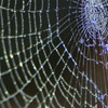 The Web